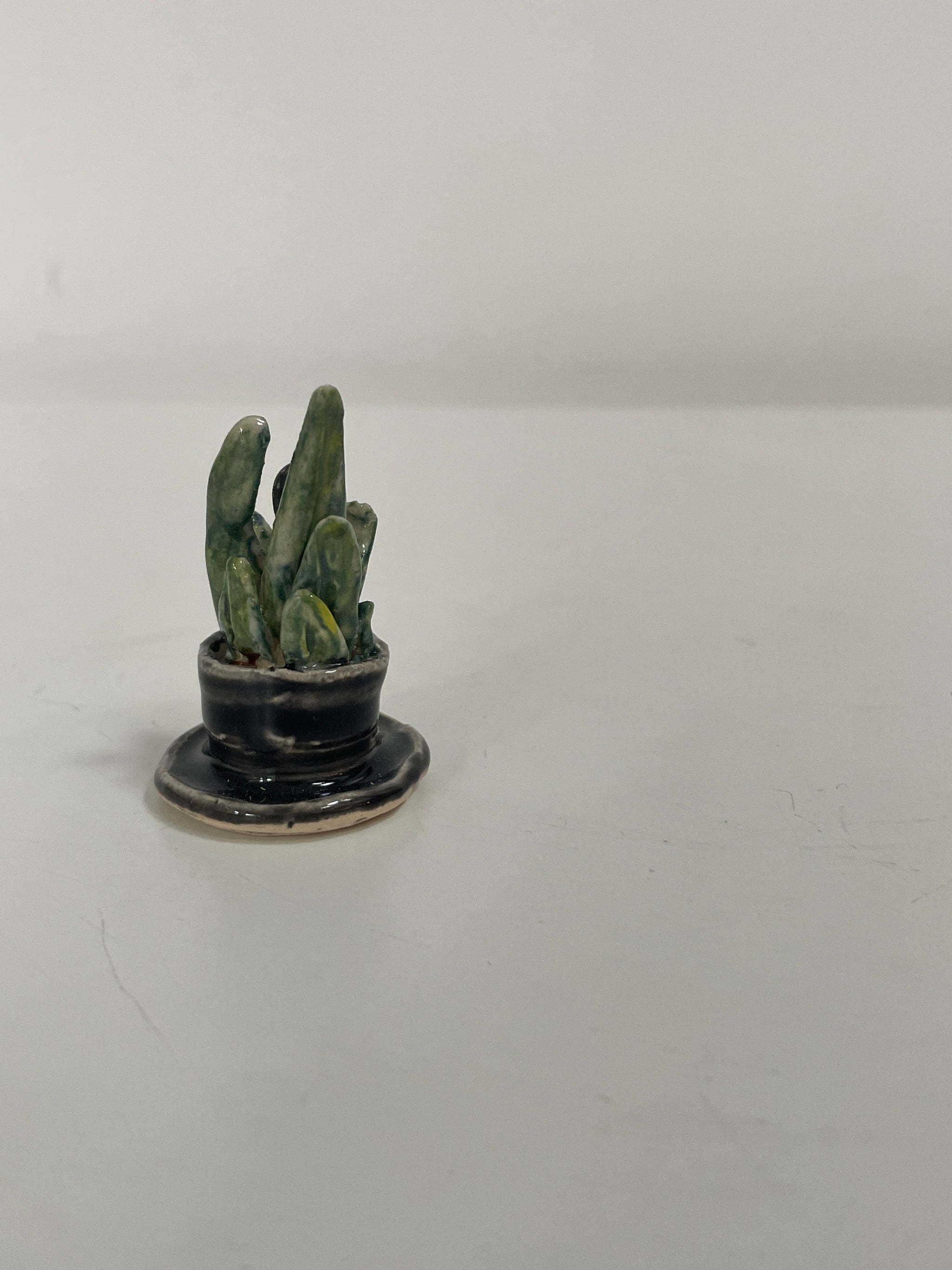 Mini Potted Snake Plant