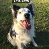 Losing Chase (February 2011- October 2025)