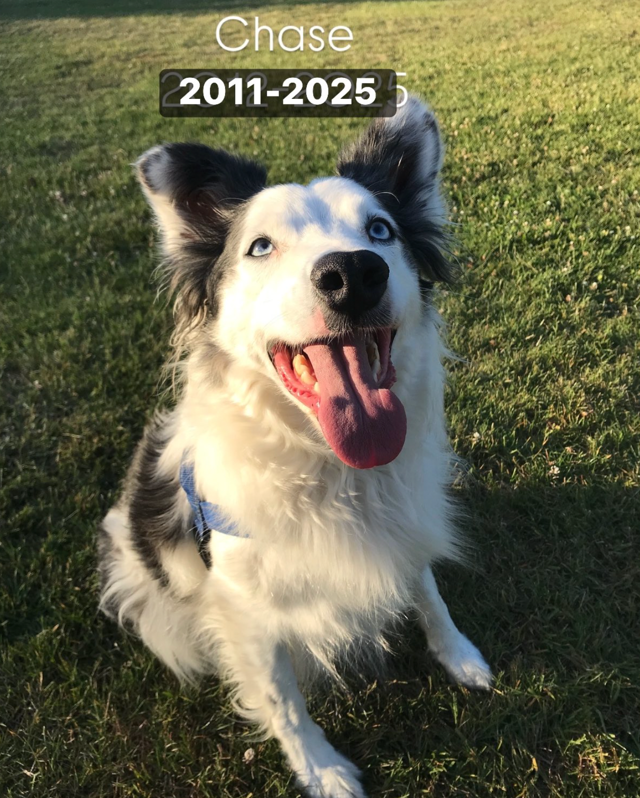 Losing Chase (February 2011- October 2025)