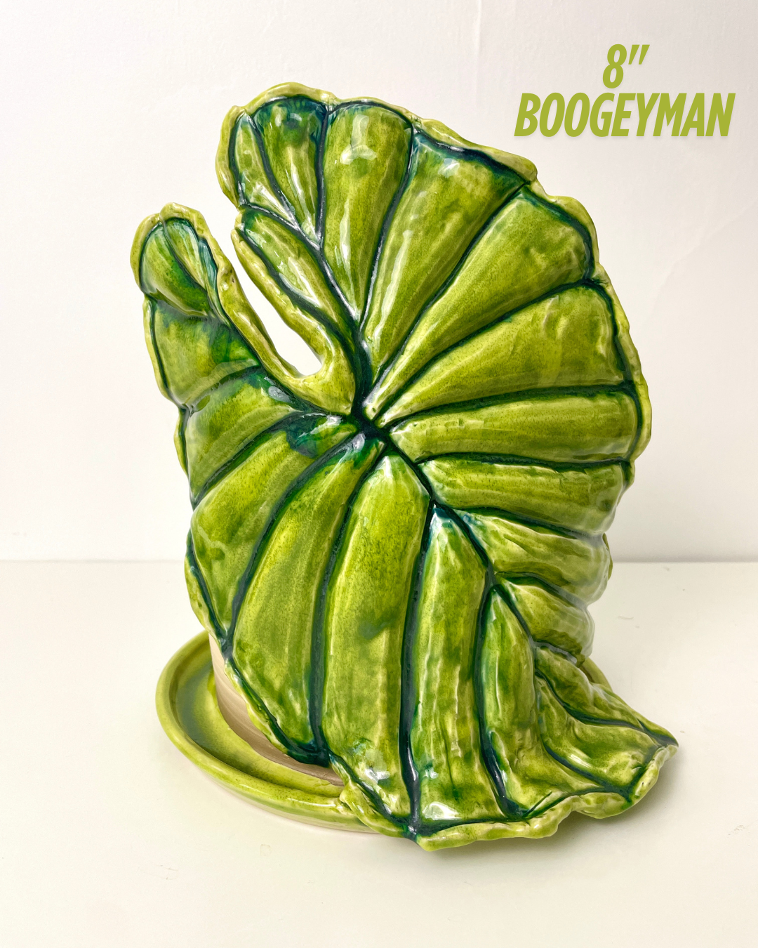 Alocasia Regal Shield Planter- Pre-Order