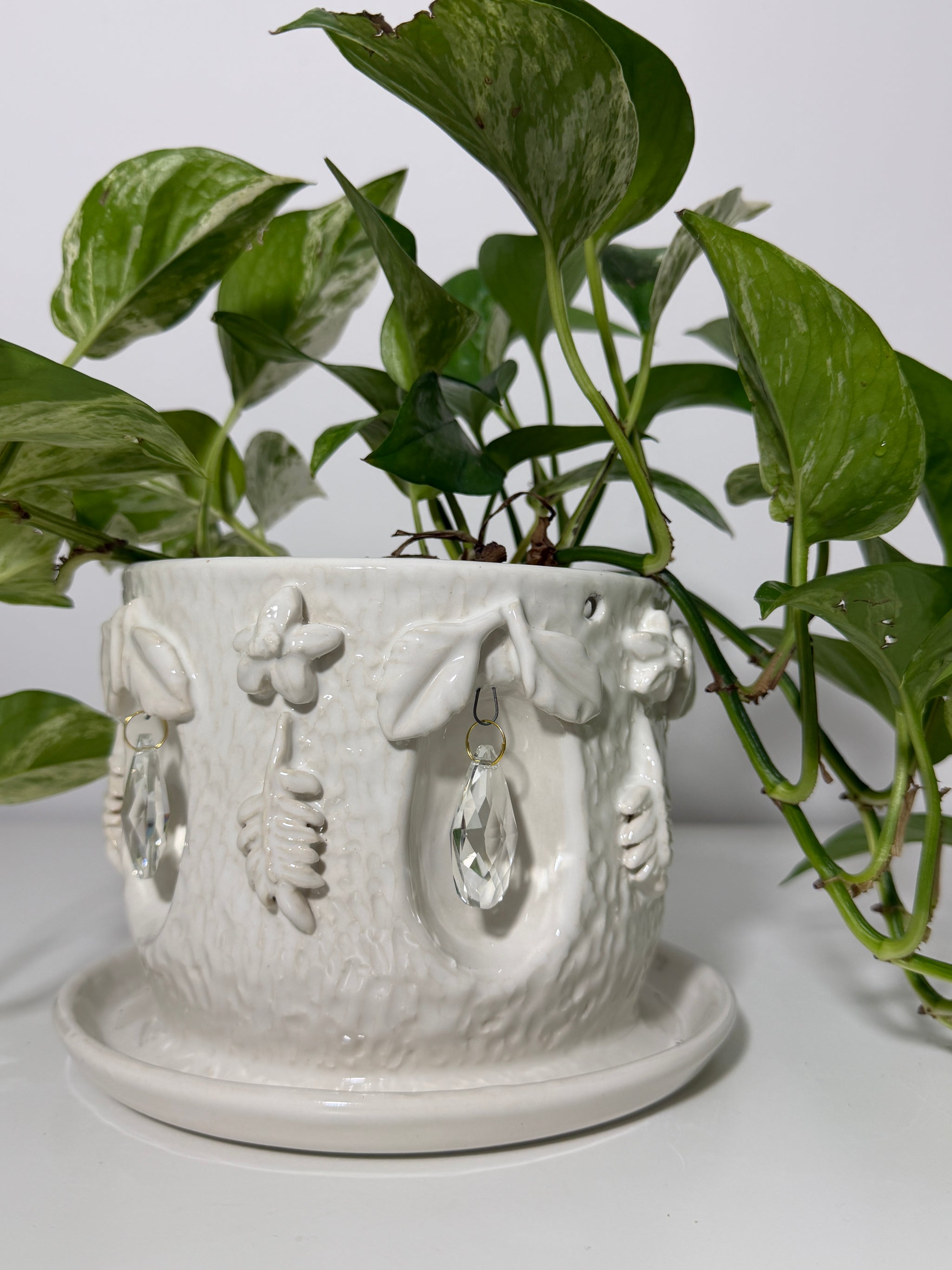 Crystal Hanging Planter with Hoya Flowers and vines - Pre-Order