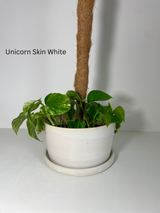 8" Pole Dancing Planter Solid Glazes PRE-ORDER