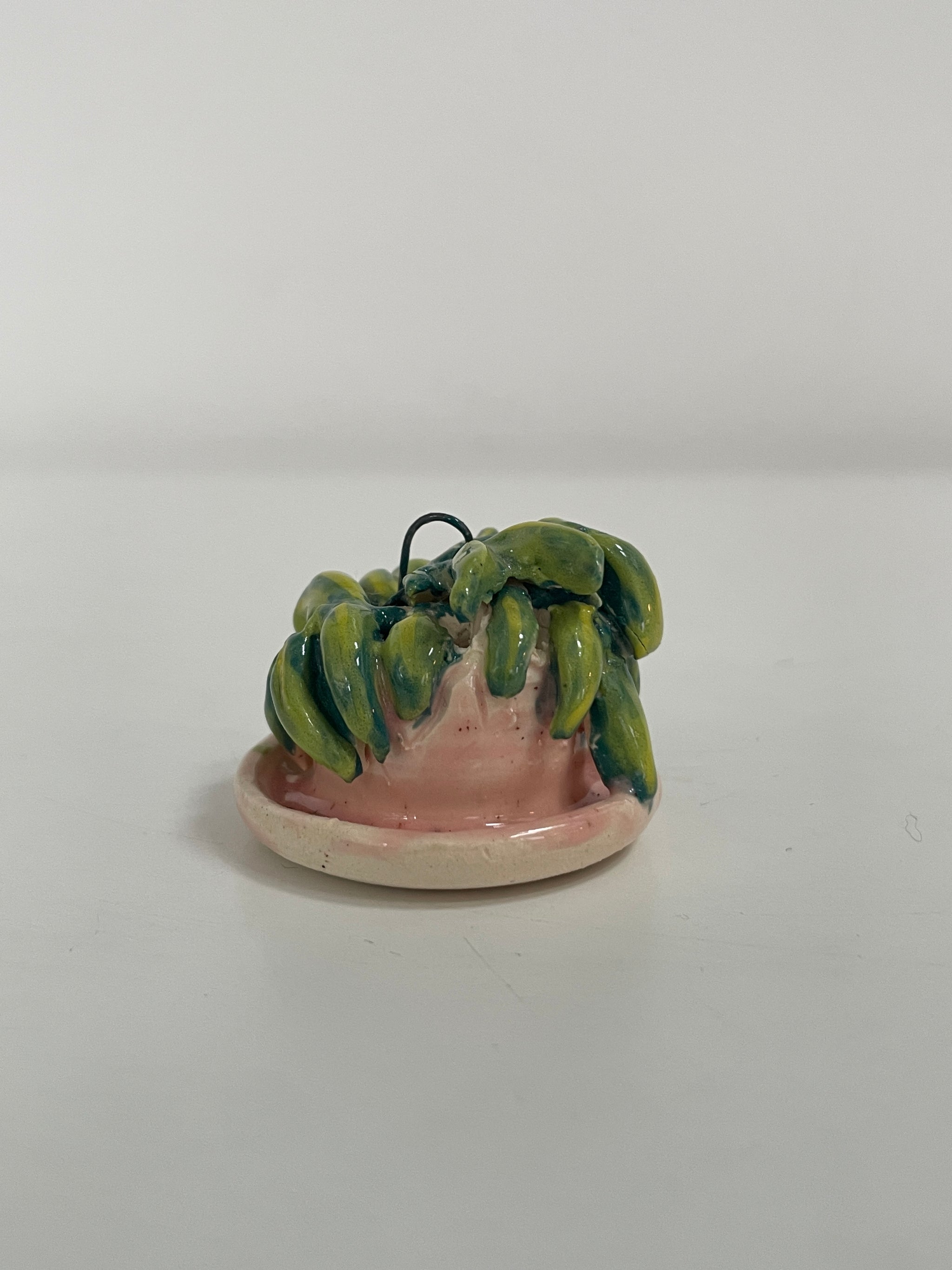 Mini Potted Hoya in Pink Pot