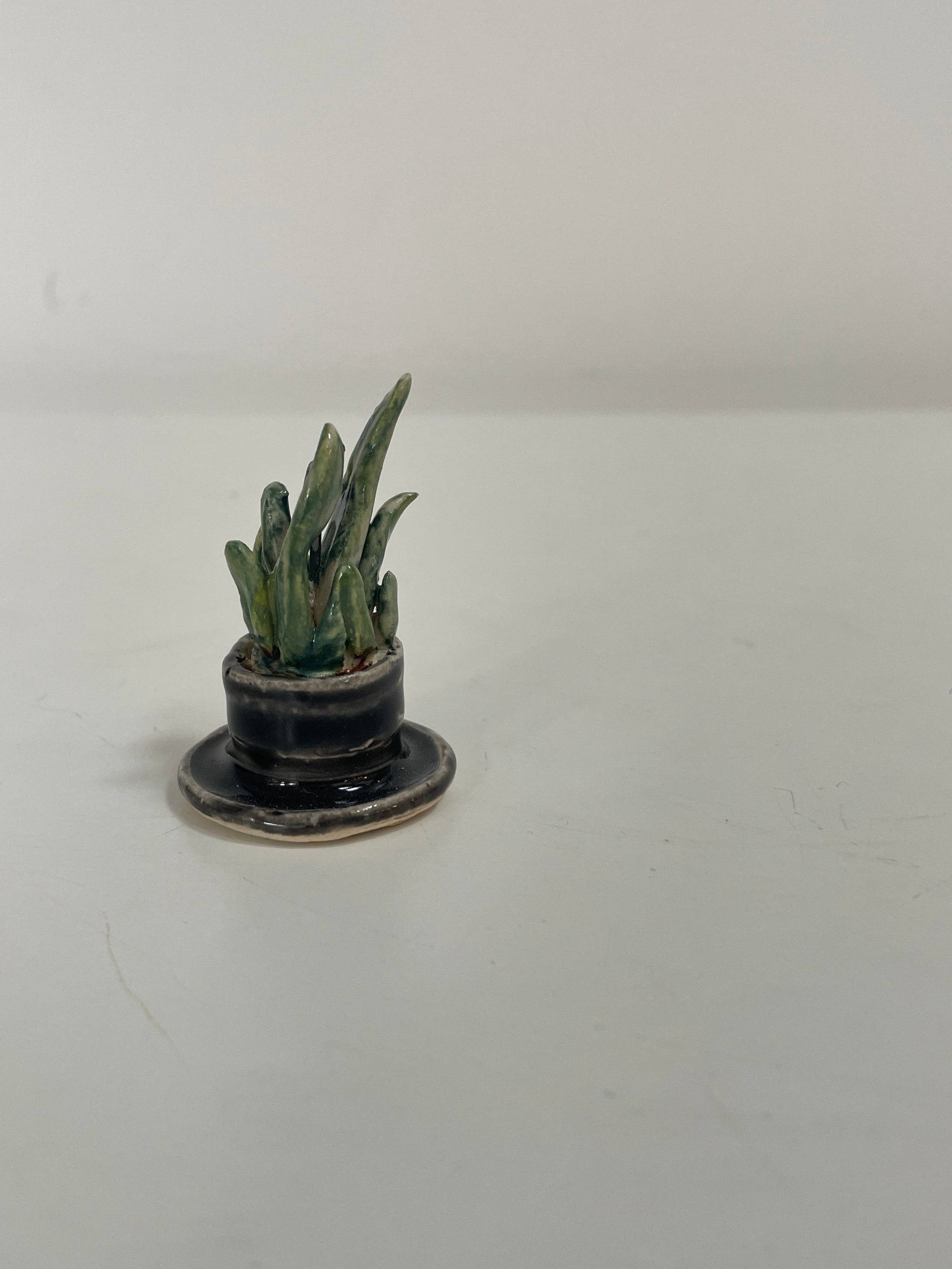 Mini Potted Snake Plant